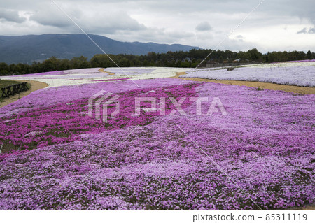 Shinshu Matsumoto Airport Moss Phlox Spring Scenery Shinshu Matsumoto Airport Moss Phlox Spring Scenery 85311119