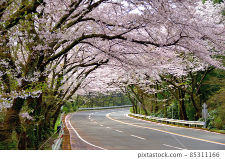 箱根收費公路櫻花樹 85311166