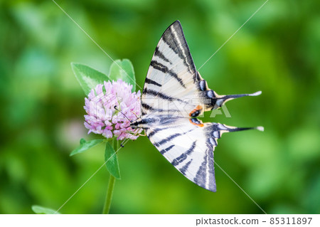 Beautiful Butterfly Scarce Swallowtail, Sail Swallowtail, Pear-tree Swallowtail, Podalirius. Latin name Iphiclides podaliriu. Butterfly collects nectar on flower. 85311897