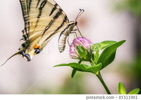 Beautiful Butterfly Scarce Swallowtail, Sail Swallowtail, Pear-tree Swallowtail, Podalirius. Latin name Iphiclides podaliriu. Butterfly collects nectar on flower. 85311901