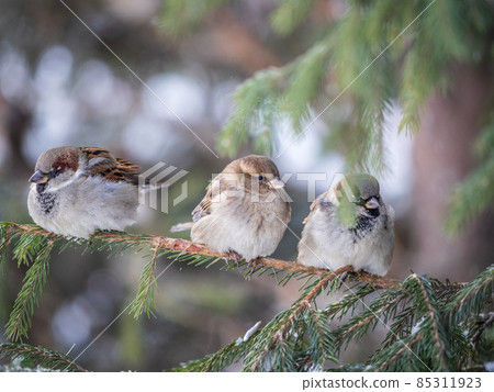 Three Sparrows sits on a fir branch in the autumn or winter Three Sparrows sits on a fir branch in the autumn or winter 85311923