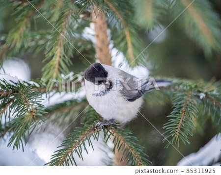 Cute bird the willow tit, song bird sitting on the fir branch with snow in winter Cute bird the willow tit, song bird sitting on the fir branch with snow in winter 85311925
