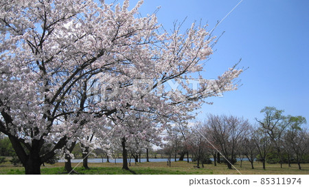 櫻花、藍天和清形公園的清形 櫻花、藍天和清形公園的清形 85311974