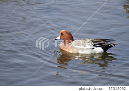 荒尾市大島漁港 Wigeon, 85312062