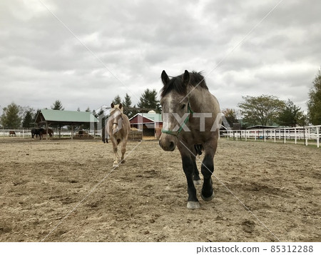 Horse Horse 85312288