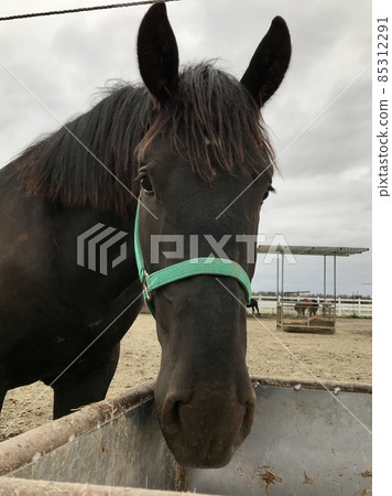 Horse Horse 85312291
