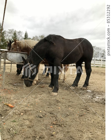 Horse Horse 85312292
