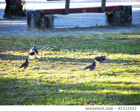 Starlings trying to take off from the lawn 85312432
