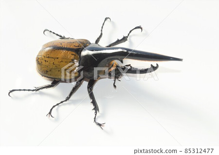 Hercules Beetle Hercules Hercules White Background 85312477