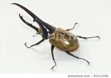 大力神甲蟲 大力神 大力神 白色背景 85312496