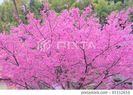 五彩繽紛的櫻花盛開 85312658