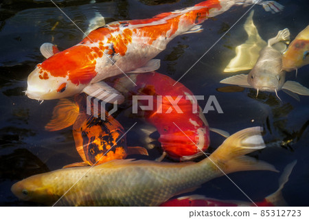 Beautiful red black white and orange colorful Koi fish in the water canal Beautiful red black white and orange colorful Koi fish in the water canal 85312723