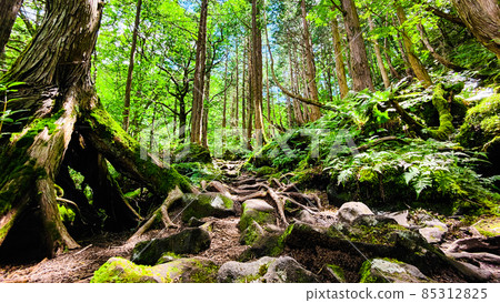 立科之森 立科之森 85312825