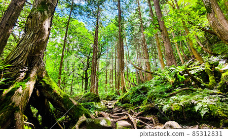 Tateshina no Mori Tateshina no Mori 85312831