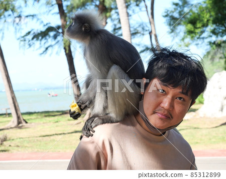 Dusky leaf monkey ( Spectacled langur )  sitting on the shoulder of an asian man on the beach wiith sea in backgroiund at Prachuap bay, Prachuap Khiri Khan Province, Thailand 85312899