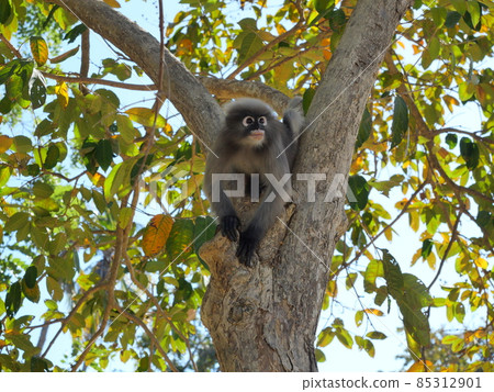 Dusky leaf monkey on tree,  A forest mammal with green trees and shrubs 85312901