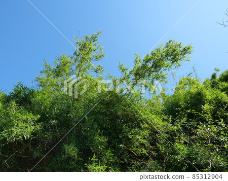 The top of the green bush of bamboo tree, Plant leaves with blue sky in background 85312904