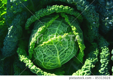 Savoy cabbage Savoy cabbage 85313028