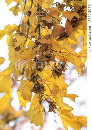 Acer buergerianum 秋葉 85313076