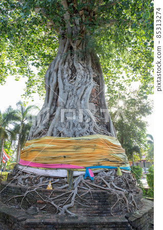 Ancient sand-stone head of the Buddha image in a bodhi tree root. 85313274