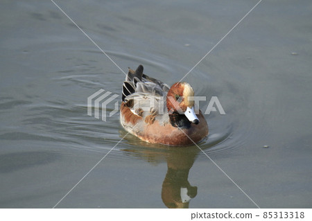 荒尾市大島漁港 Wigeon, 85313318