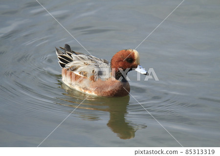 荒尾市大島漁港 Wigeon, 85313319