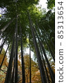  竹林 85313654