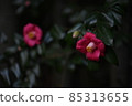 茶花 85313655
