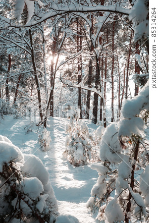 Winter forest 85314264