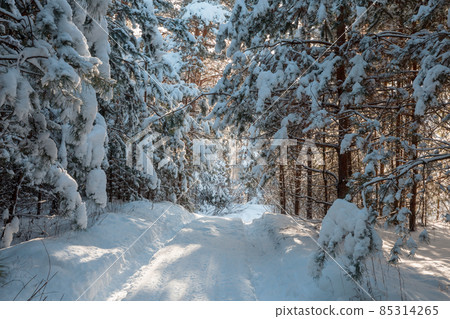 Winter forest Winter forest 85314265