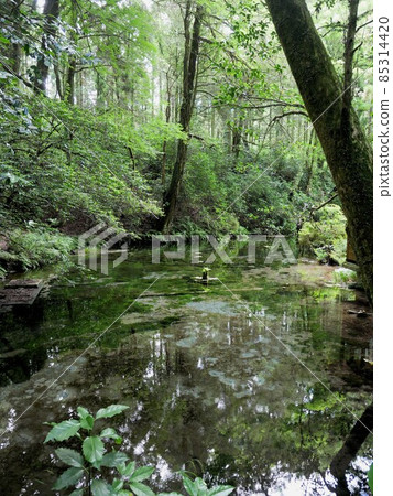 Ikeyama Springhead in early summer (Ubuyama Village, Kumamoto Prefecture) 85314420