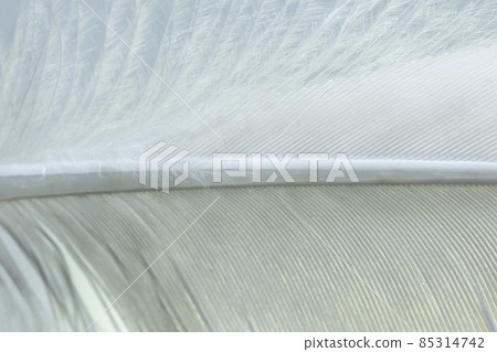 White feather macro background 85314742