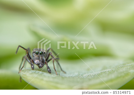 Close-ups Spider on the leaf 85314971