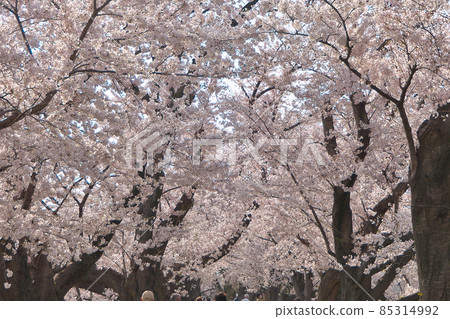 When going through the endless tunnel of cherry blossoms, I have the feeling of looking only at the top, not in front of me-Yodogawa River Park Sewaritei District When going through the endless tunnel of cherry blossoms, I have the feeling of looking only at the top, not in front of me-Yodogawa River Park Sewaritei District 85314992