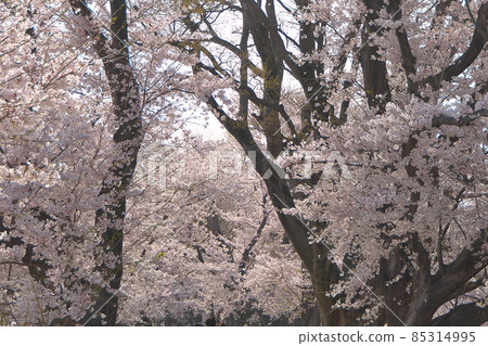 When going through the endless tunnel of cherry blossoms, I have the feeling of looking only at the top, not in front of me-Yodogawa River Park Sewaritei District When going through the endless tunnel of cherry blossoms, I have the feeling of looking only at the top, not in front of me-Yodogawa River Park Sewaritei District 85314995