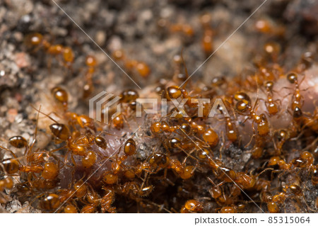 macro red ant 85315064