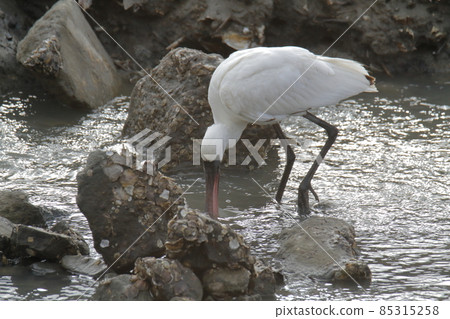 Arao City Oshima Fishing Port Black-faced Spoonbill, 85315258