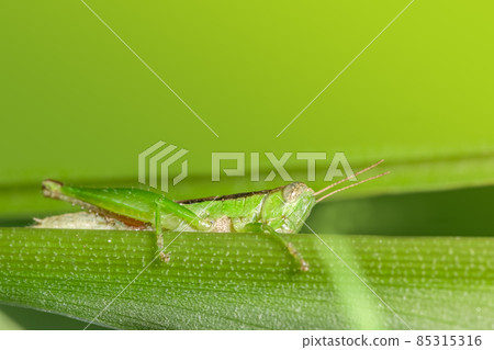 Grasshopper on a leaf Grasshopper on a leaf 85315316