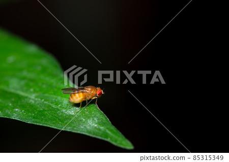 Macro Drosophila on leaf 85315349