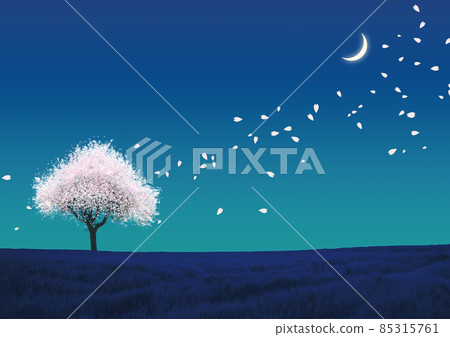 櫻花在月光下 85315761