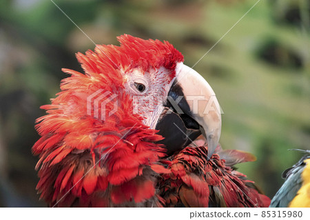 Red-and-green macaw features 85315980