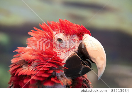 Red-and-green macaw features 85315984