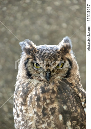 有明亮虹膜的斑鴞 [小型哺乳動物] 85315987