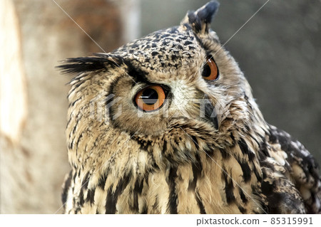 Bengal Eagle Owl glaring at something with a fearless look Bengal Eagle Owl glaring at something with a fearless look 85315991