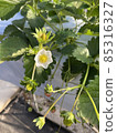 草莓花 85316327