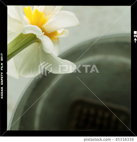 水仙 85316338