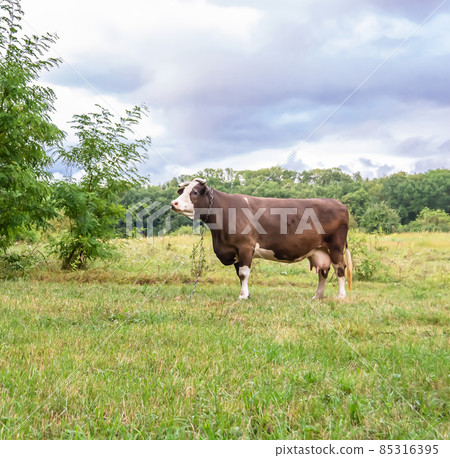 Photography on theme beautiful big milk cow Photography on theme beautiful big milk cow 85316395