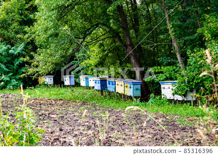 Winged bee slowly flies to beehive collect nectar Winged bee slowly flies to beehive collect nectar 85316396
