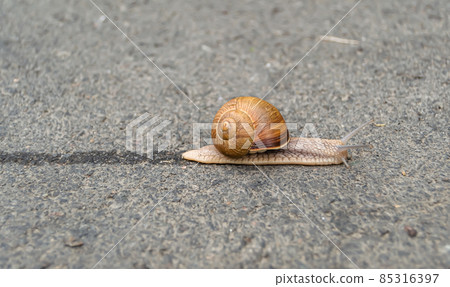 Big garden snail in shell crawling on wet road Big garden snail in shell crawling on wet road 85316397
