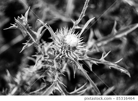 Large herbaceous medicinal plant burdock Arctium 85316464